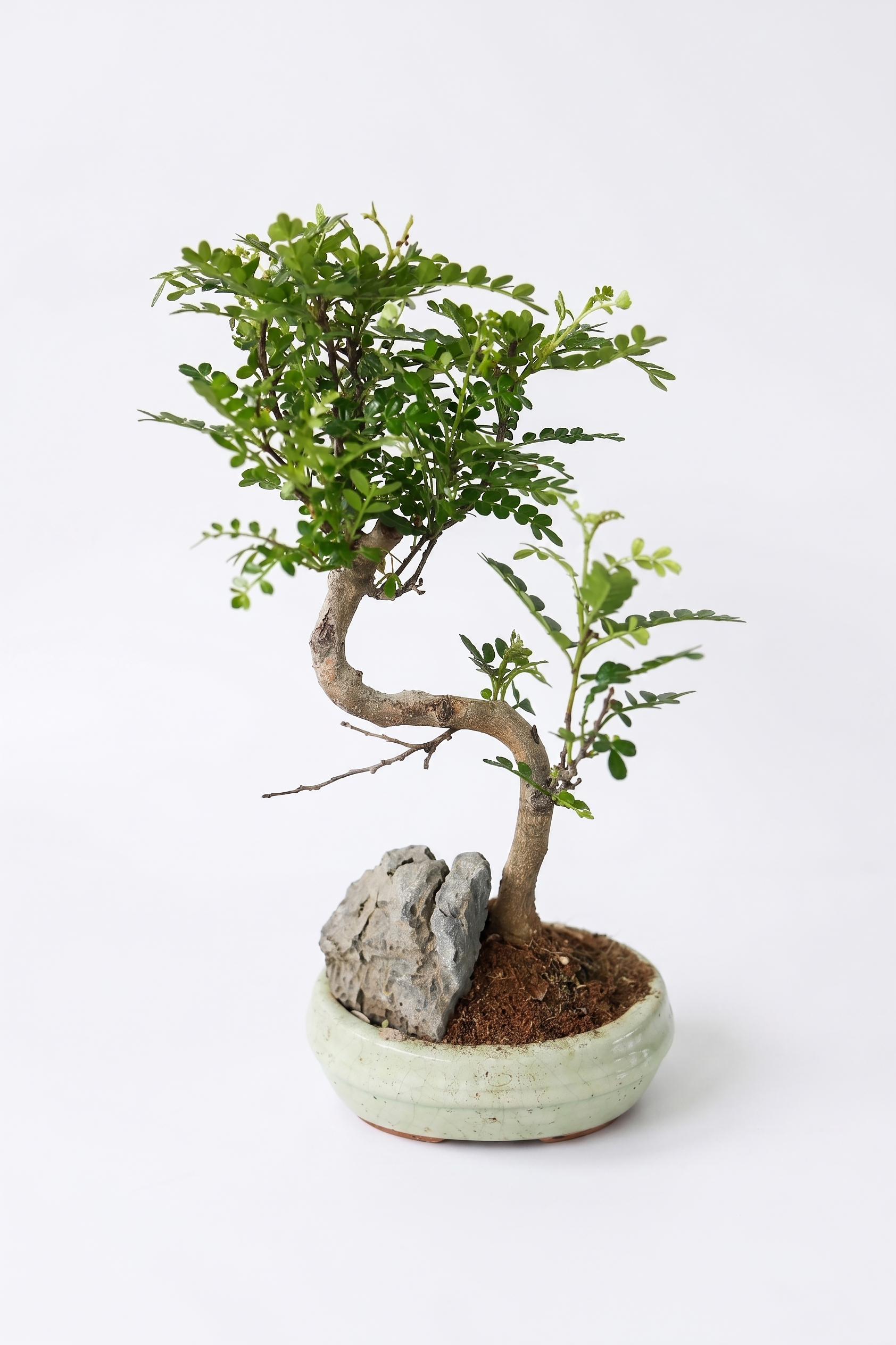 FICUSMİTROCARPA P15 BYK