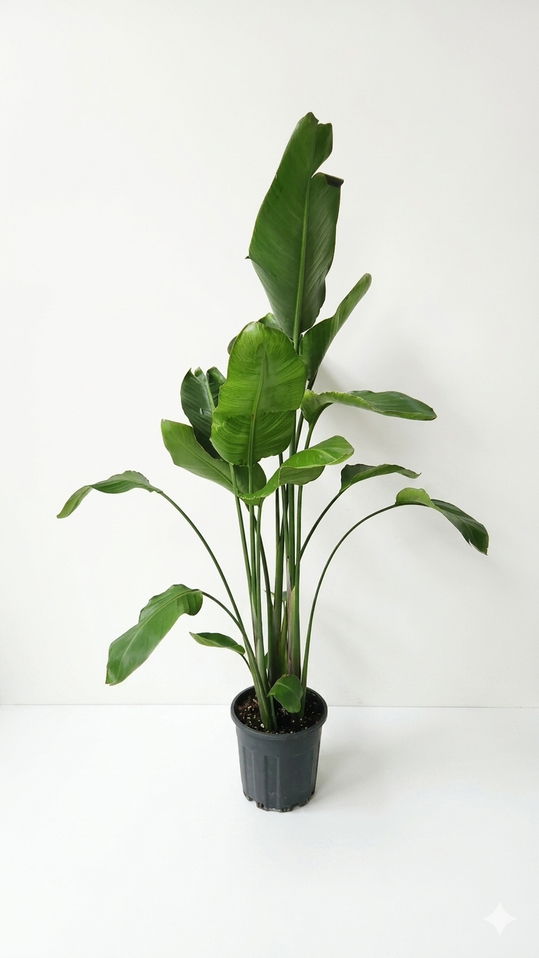STRELITZIA NICOLAI BÜYÜK