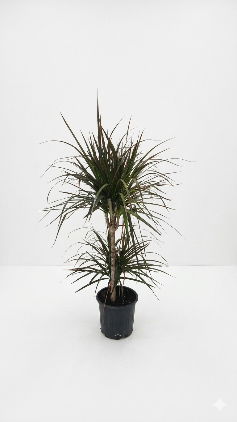DRACAENA MARGITA P12