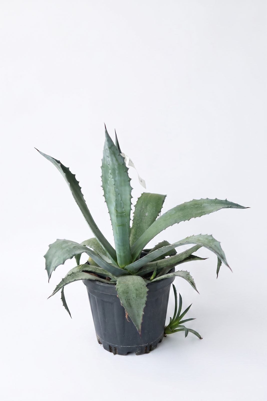 AGAVE AMERICANA 7.5L