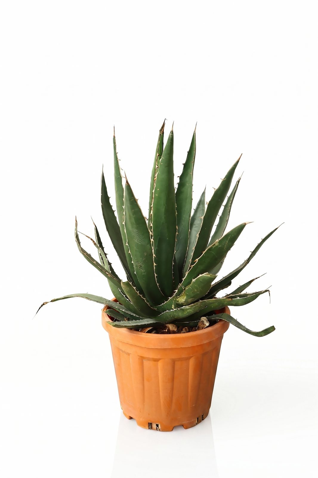 AGAVE HORRIDA 18L