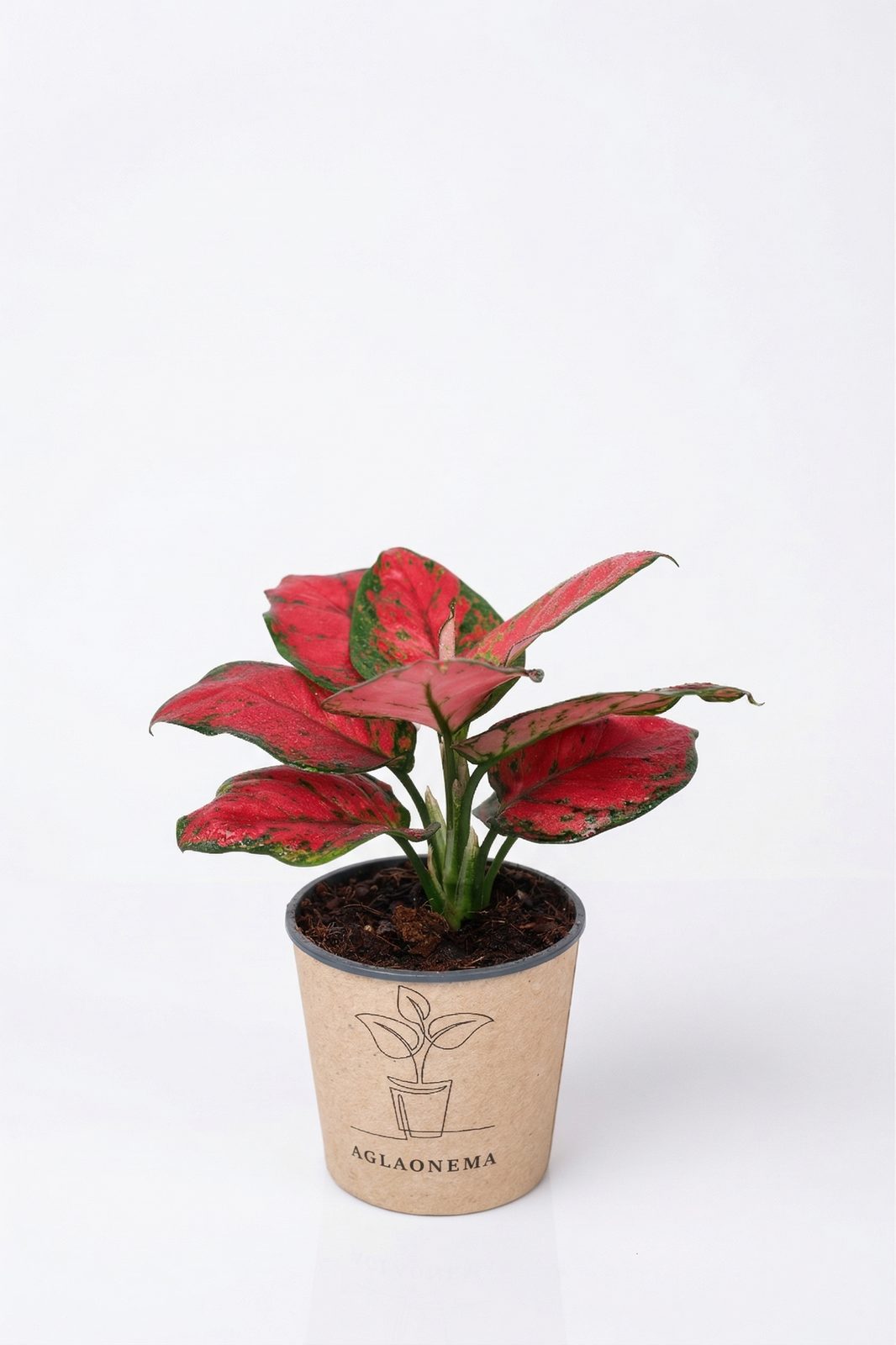 AGLAONEMA MIX KÜÇÜK görsel 3