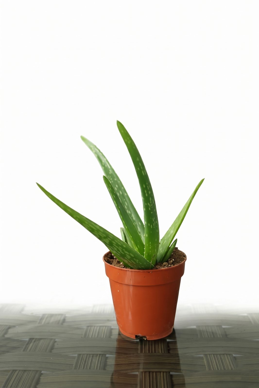 ALOEVERA P12