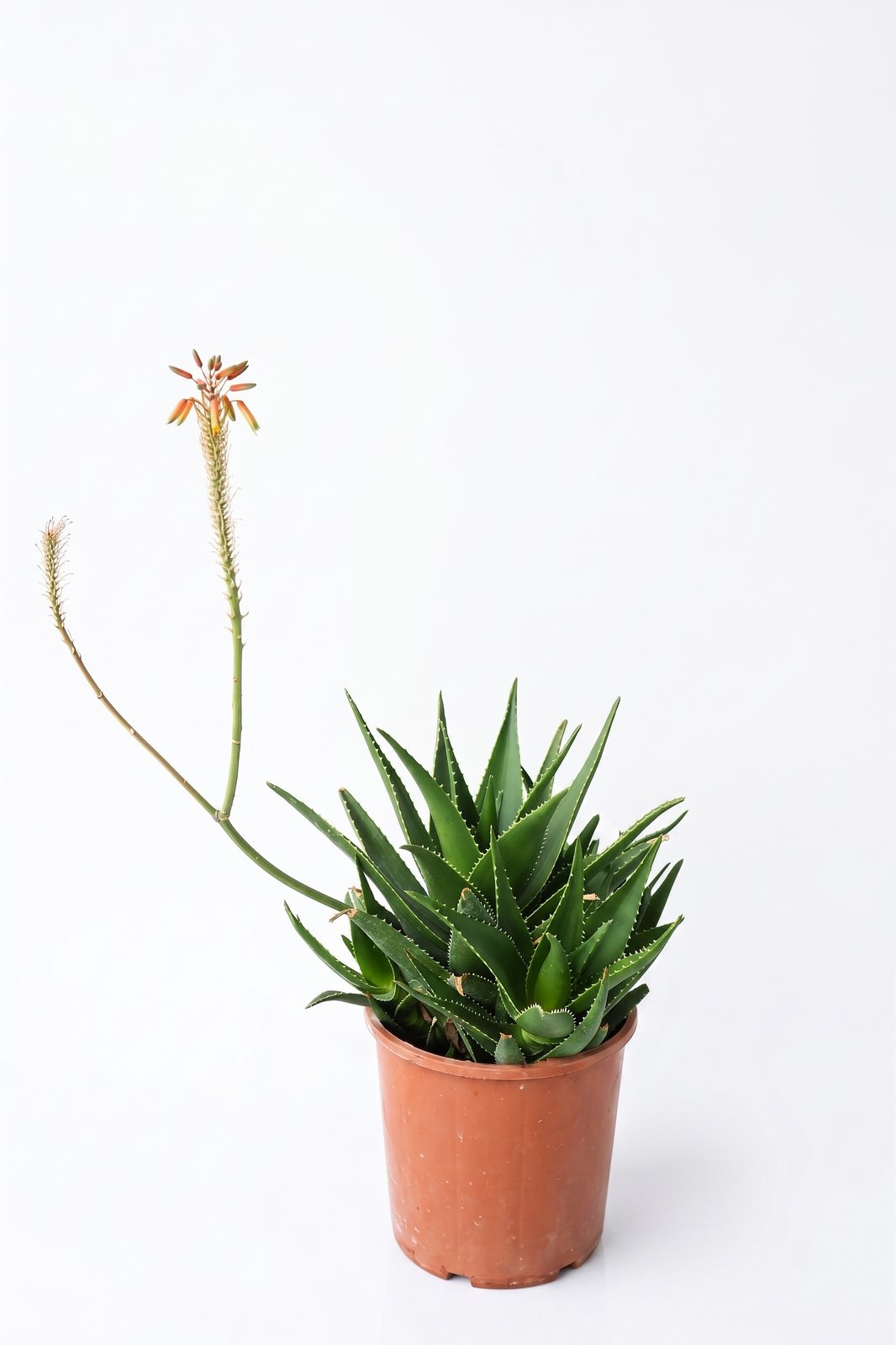 ALOEMACUNLATA 10L