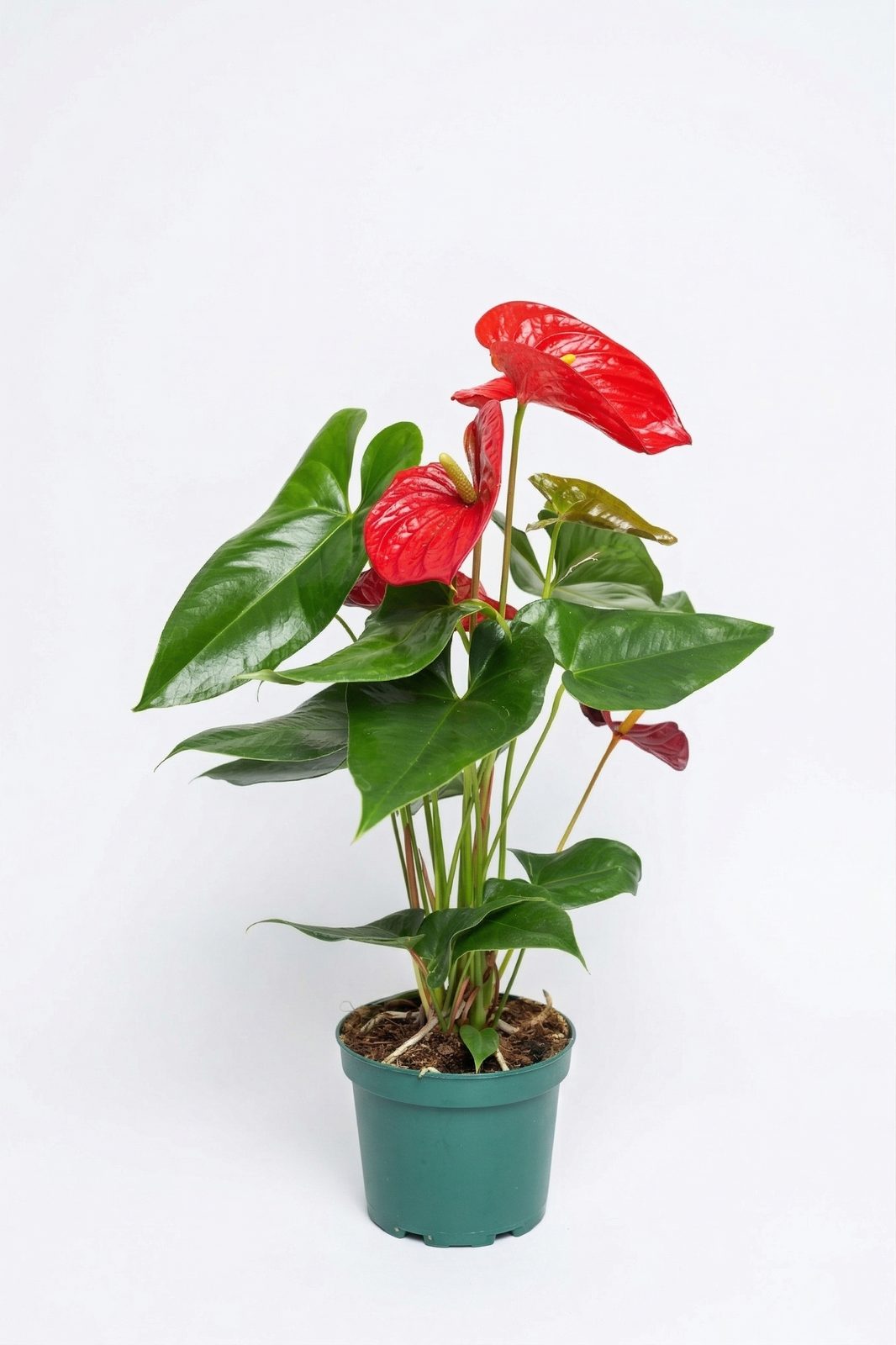 ANTHORIUM MIX P17