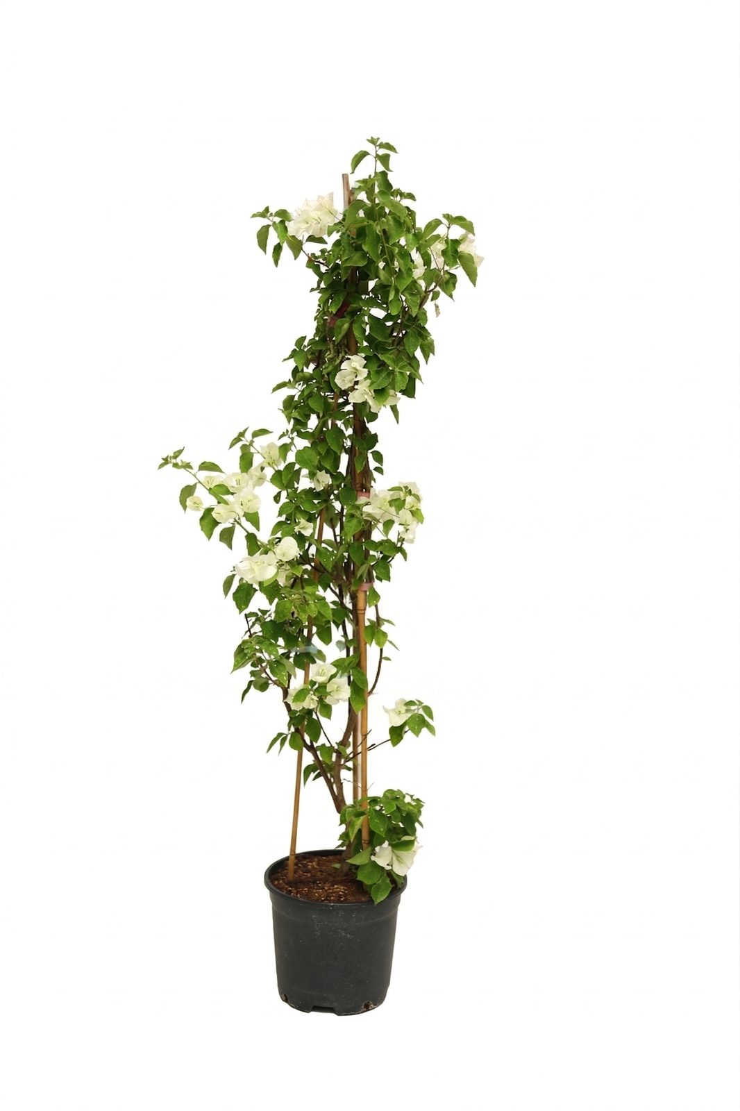 BEGONVIL BASTON 18 LITRE