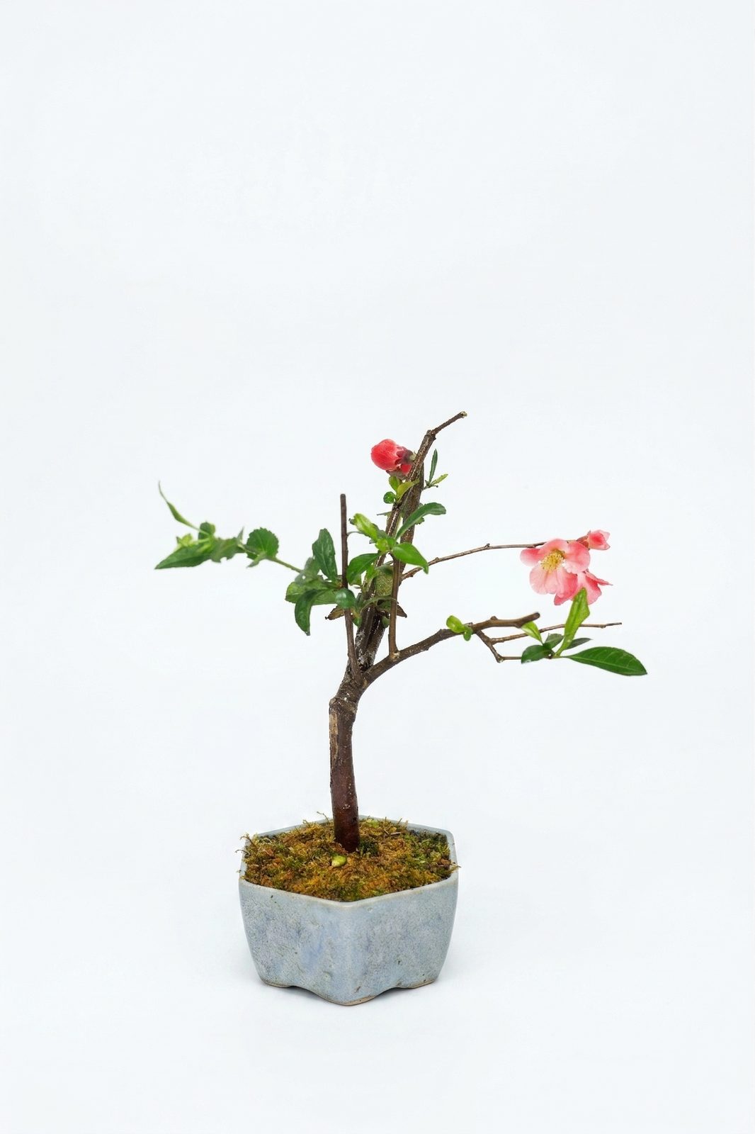 BONSAI JAPON AYVASI