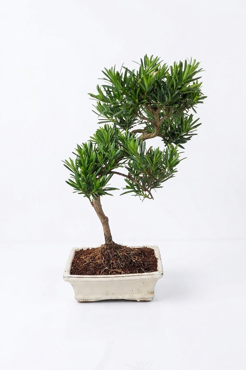 BONSAI NANO ARDIÇ