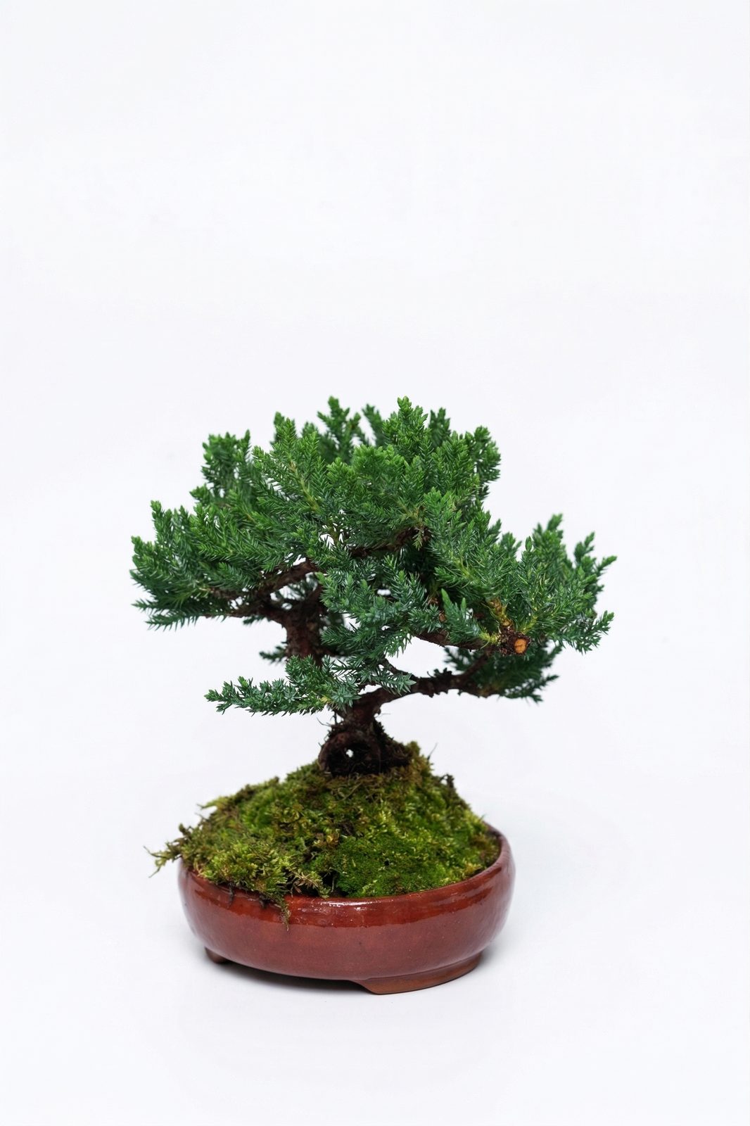 BONSAI NANO ARDIÇ görsel 2