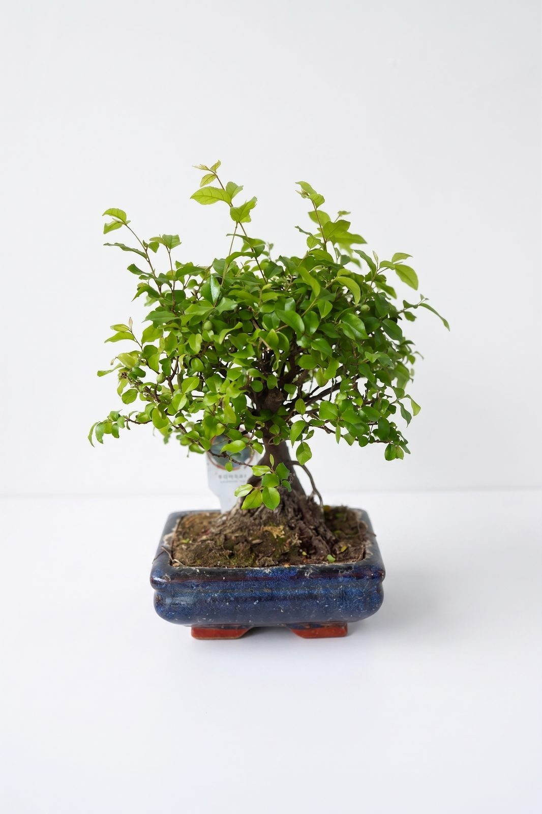 BONSAI SÜS İĞDESİ