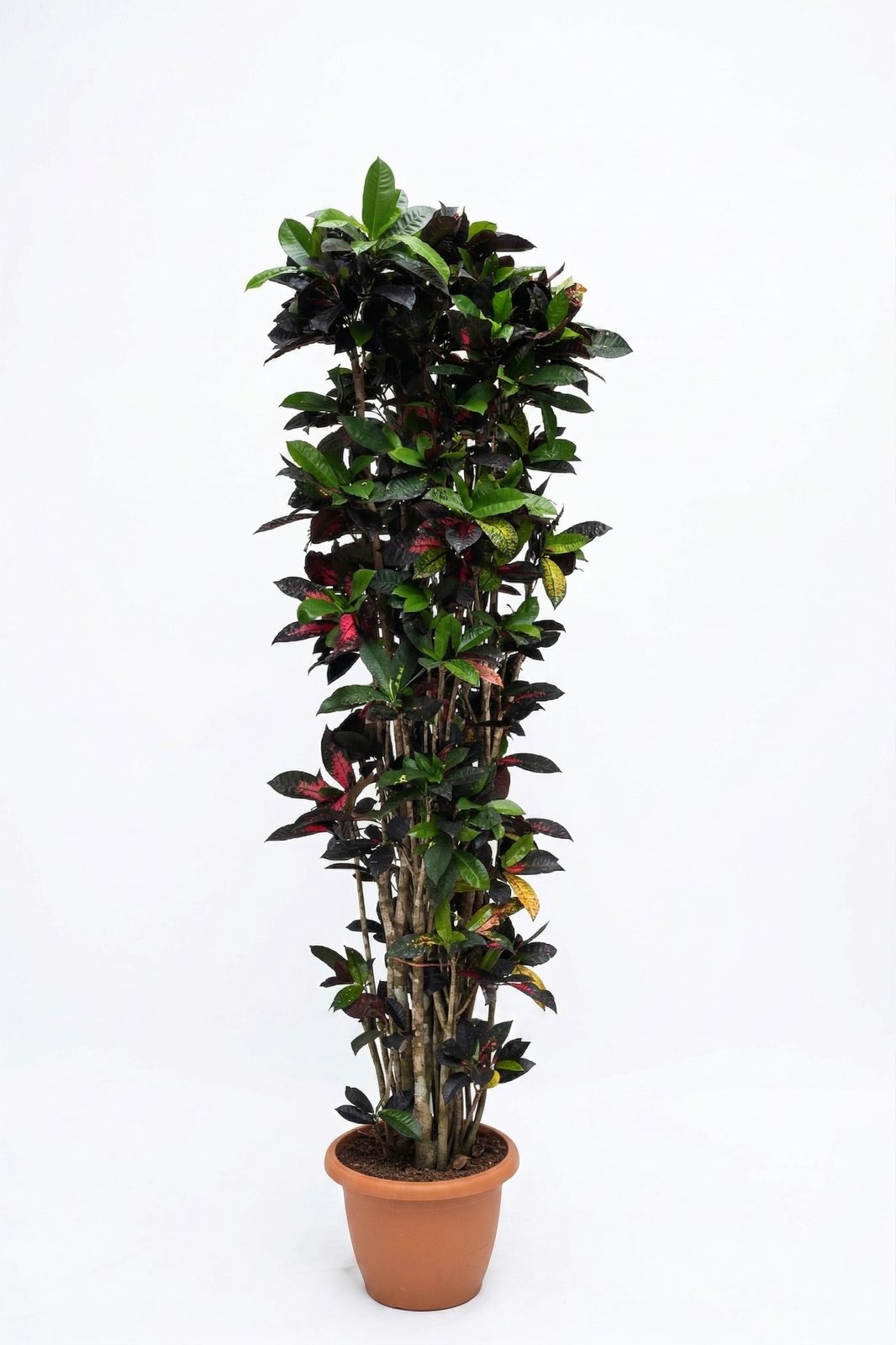CODIAEUM VARIEGATUN P30