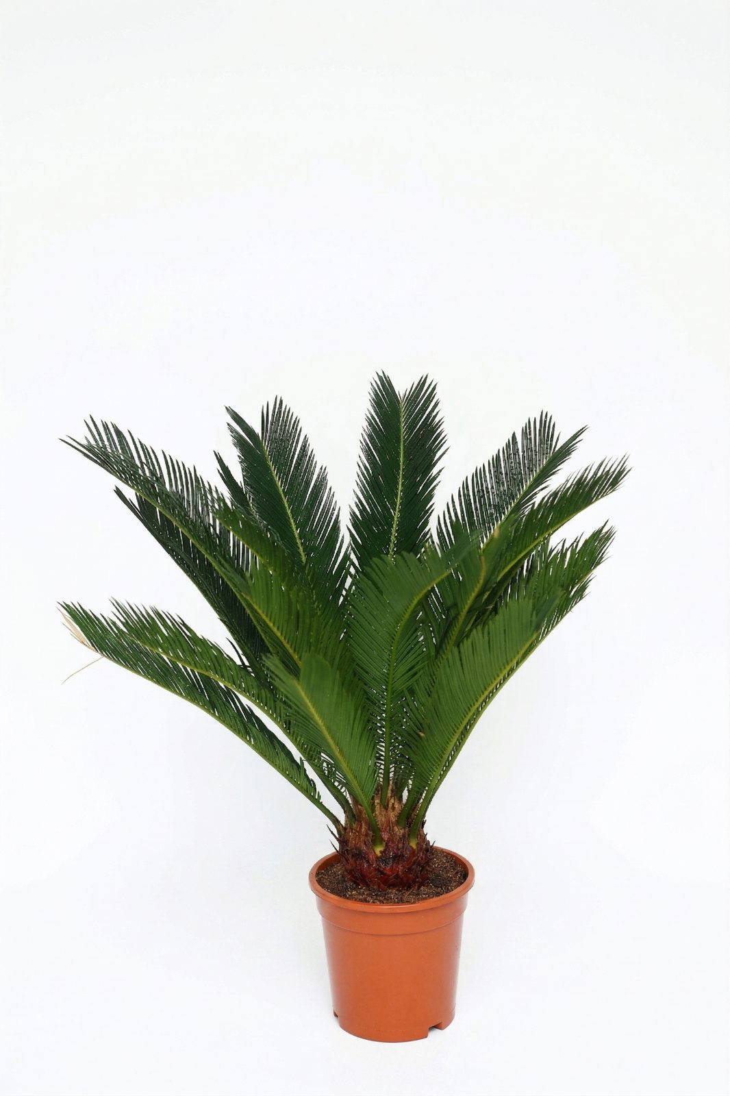 CYCAS REVALUTA P17