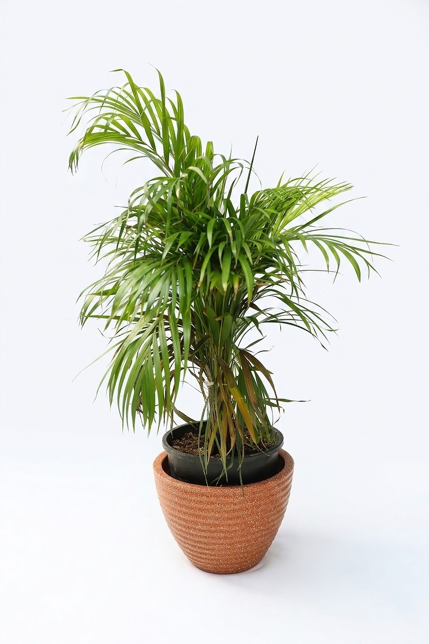 DYPSIS LUTESCENS ARECA P17