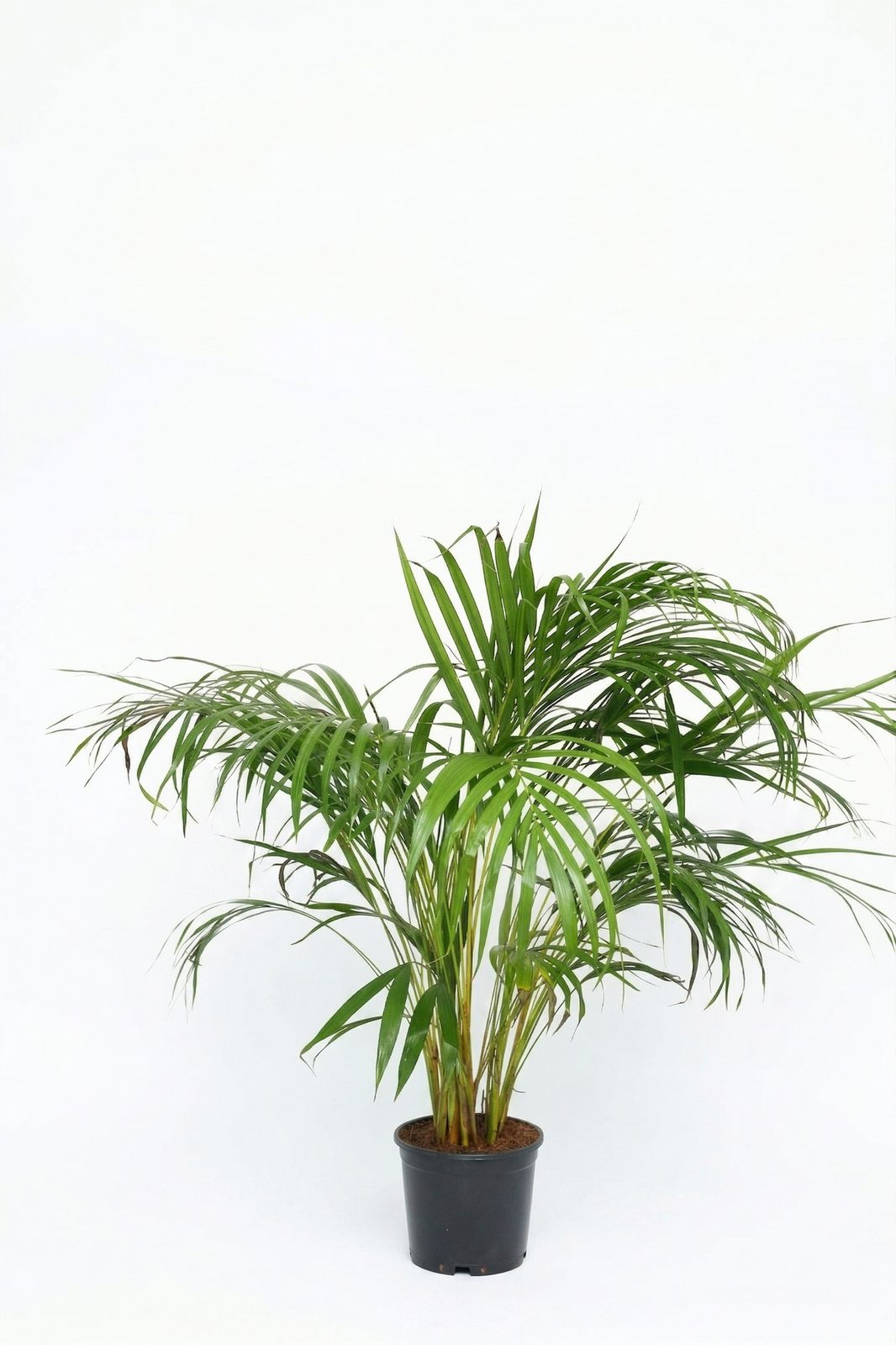 DYPSIS LUTESCENS ARECA P17 görsel 2