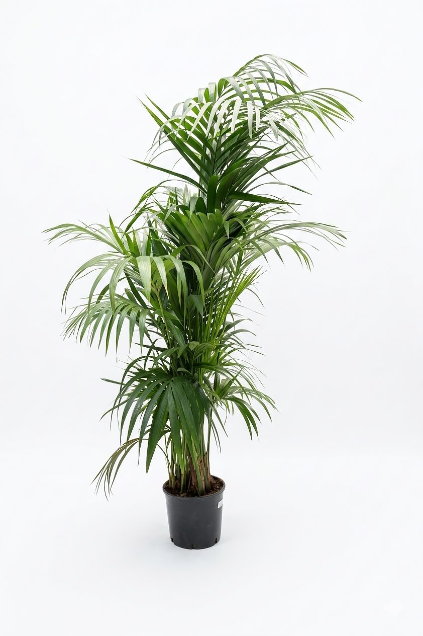 DYPSIS LUTESCENS ARECA P30