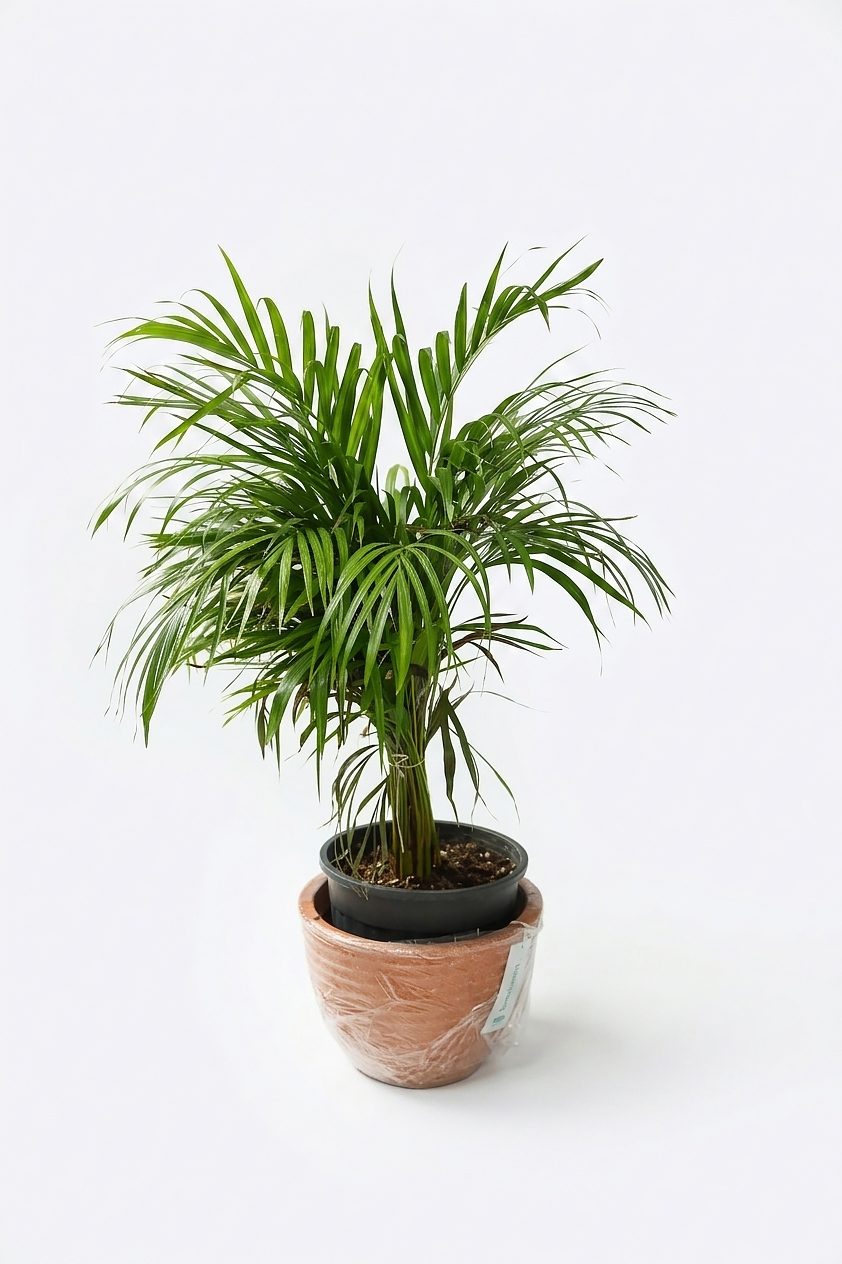 DYPSIS LUTESCENS ARECA P30 görsel 2