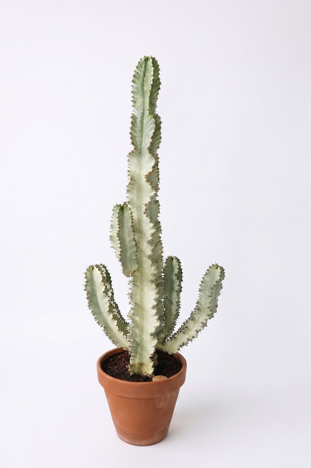 EUPHORBIA MIX P35