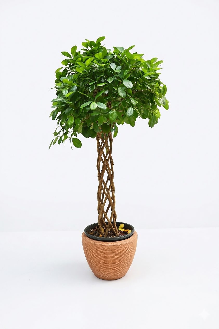 FICUS BENJAMIN P30 ORTA BOY görsel 2