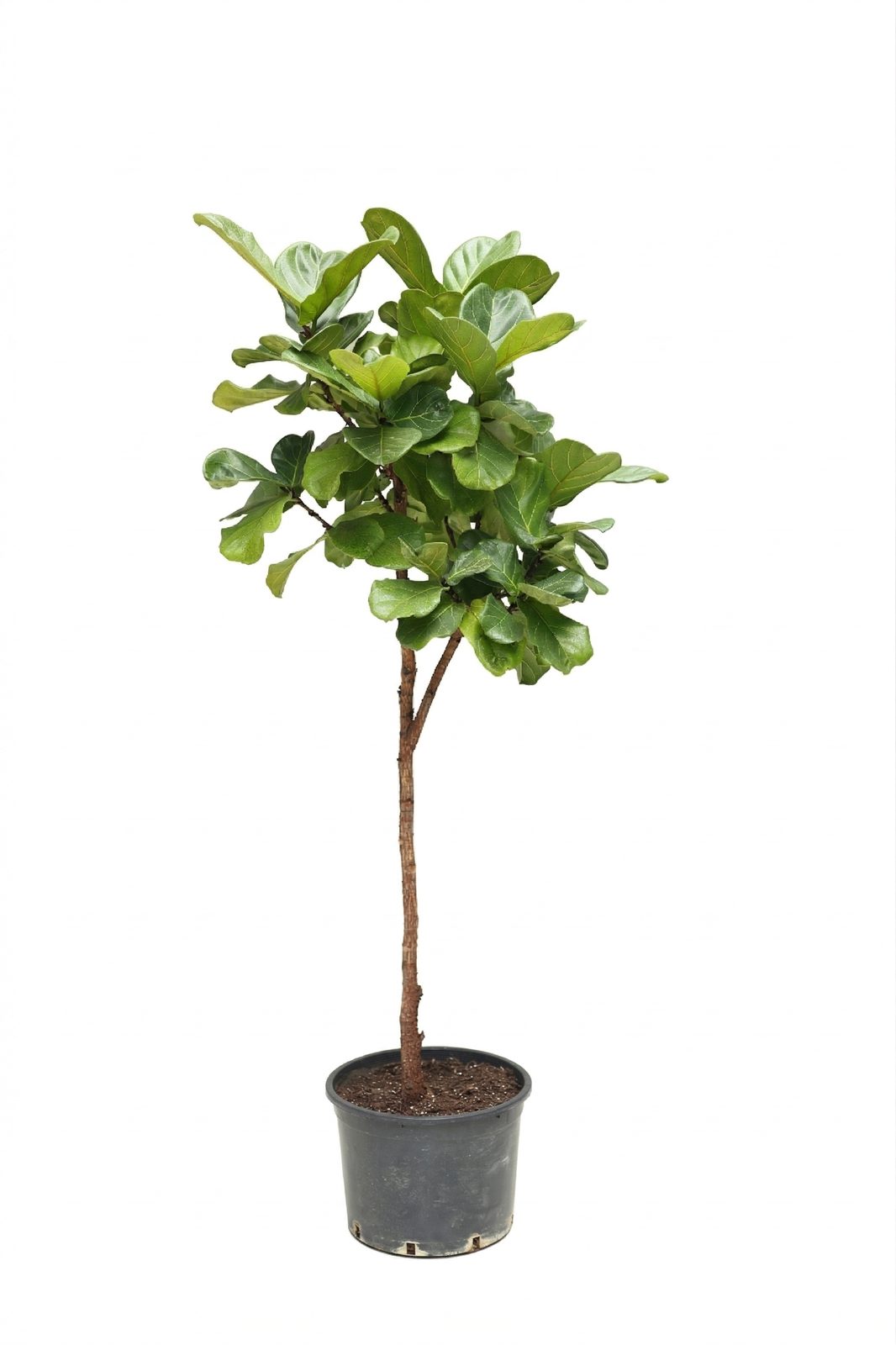 FICUS LYRATA BAMBINO P30 ORTA