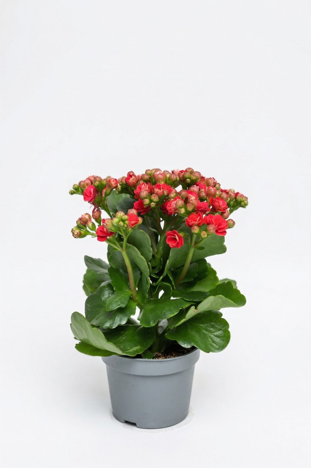 KALANCHOE MIX