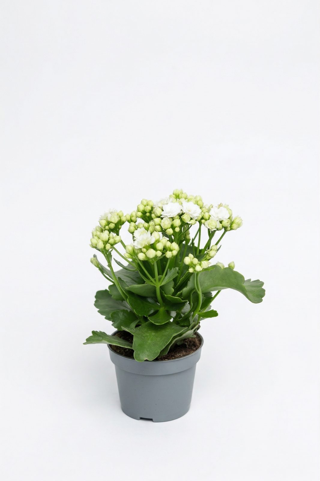 KALANCHOE MIX görsel 3