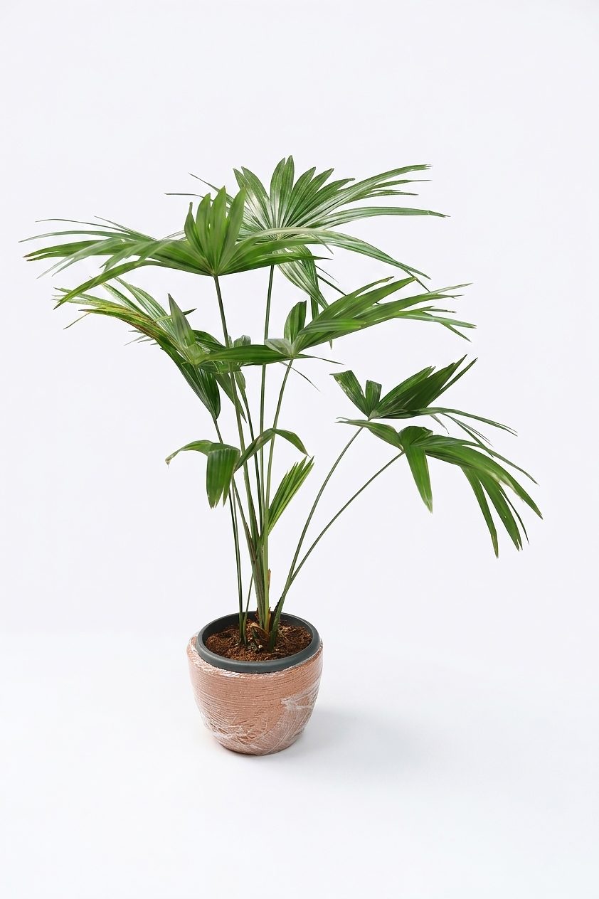 LIVISTONA ROTUNDIFOILA P16
