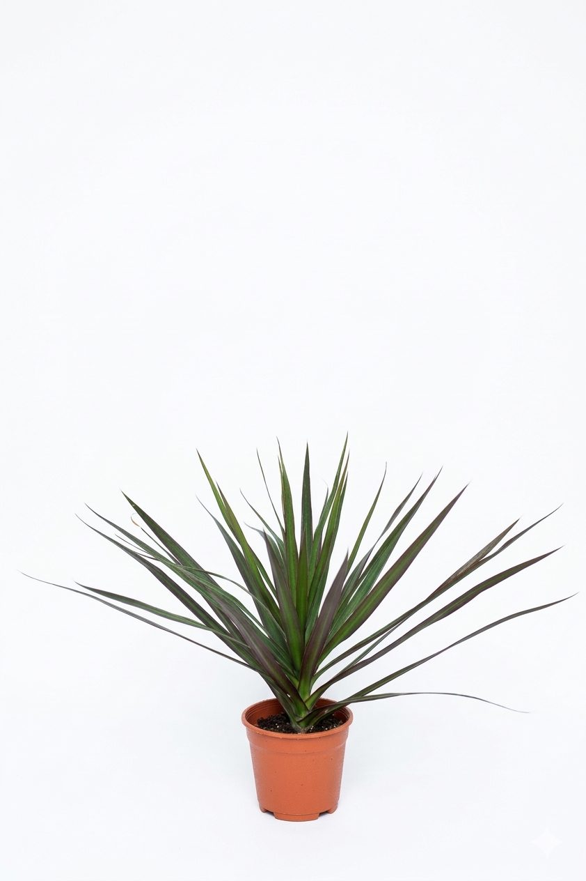 MARGINATA TEKLİ