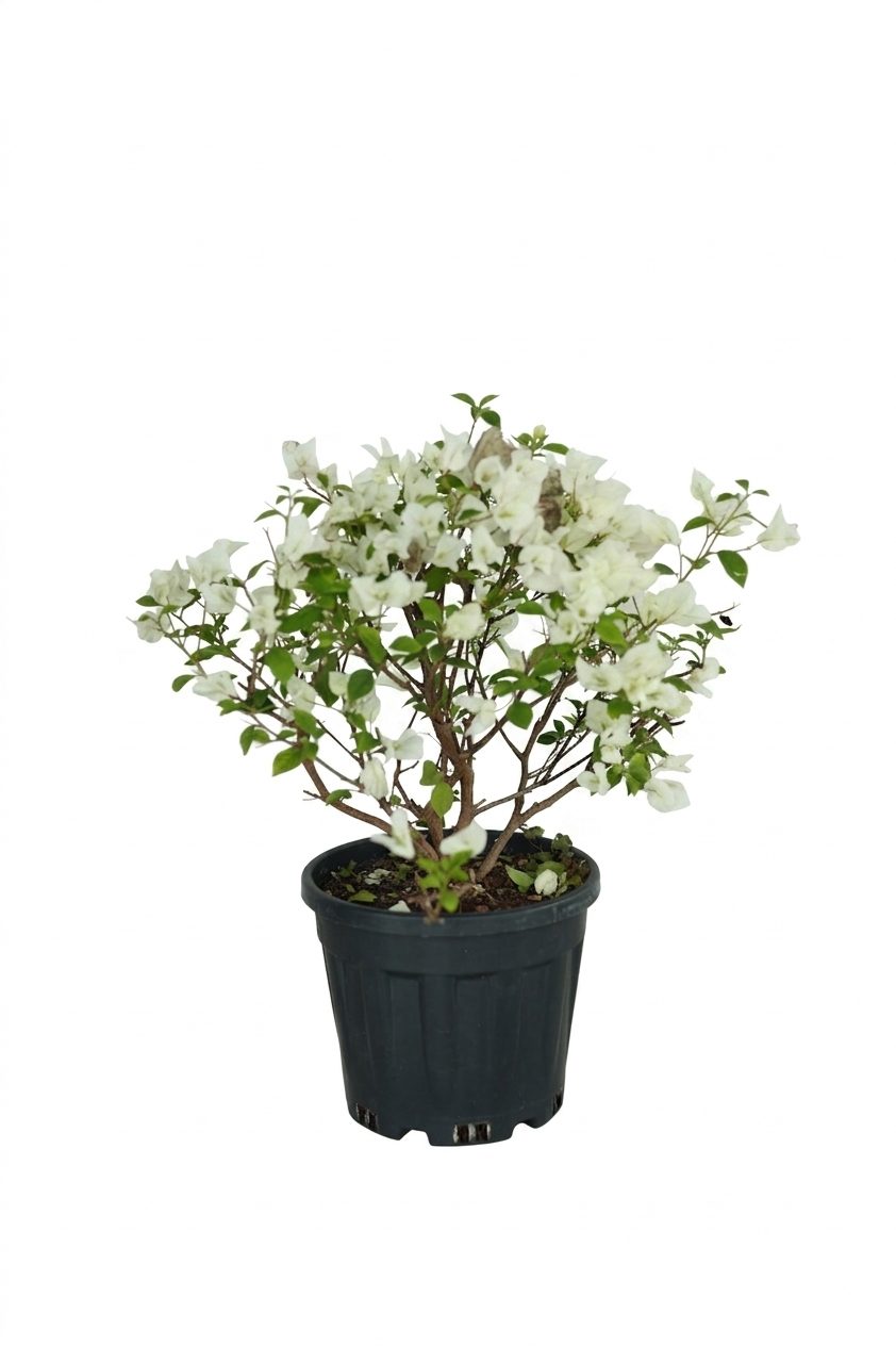 RHODODENERON AÇELYA BÜYÜK görsel 5
