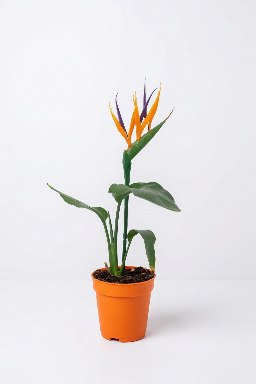 STRELITZIA REGIENA KÜÇÜK