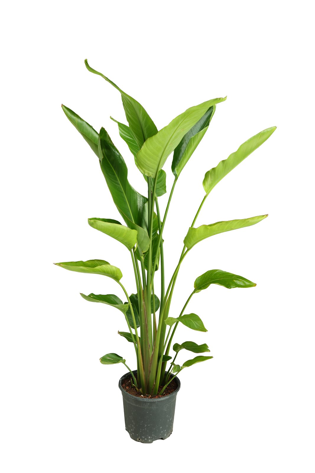 STRELITZIA REGIENA ORTA