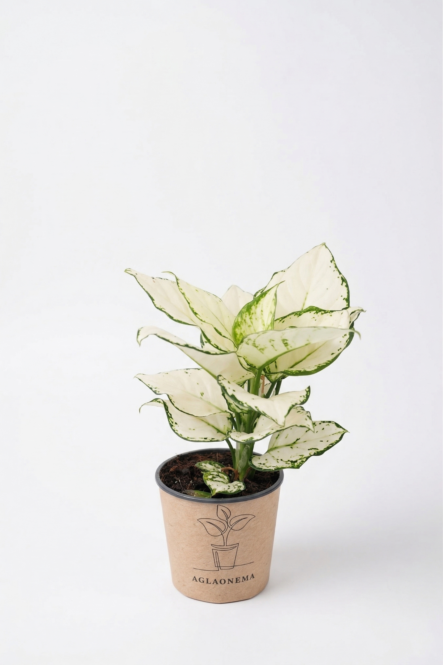 AGLAONEMA MIX KÜÇÜK