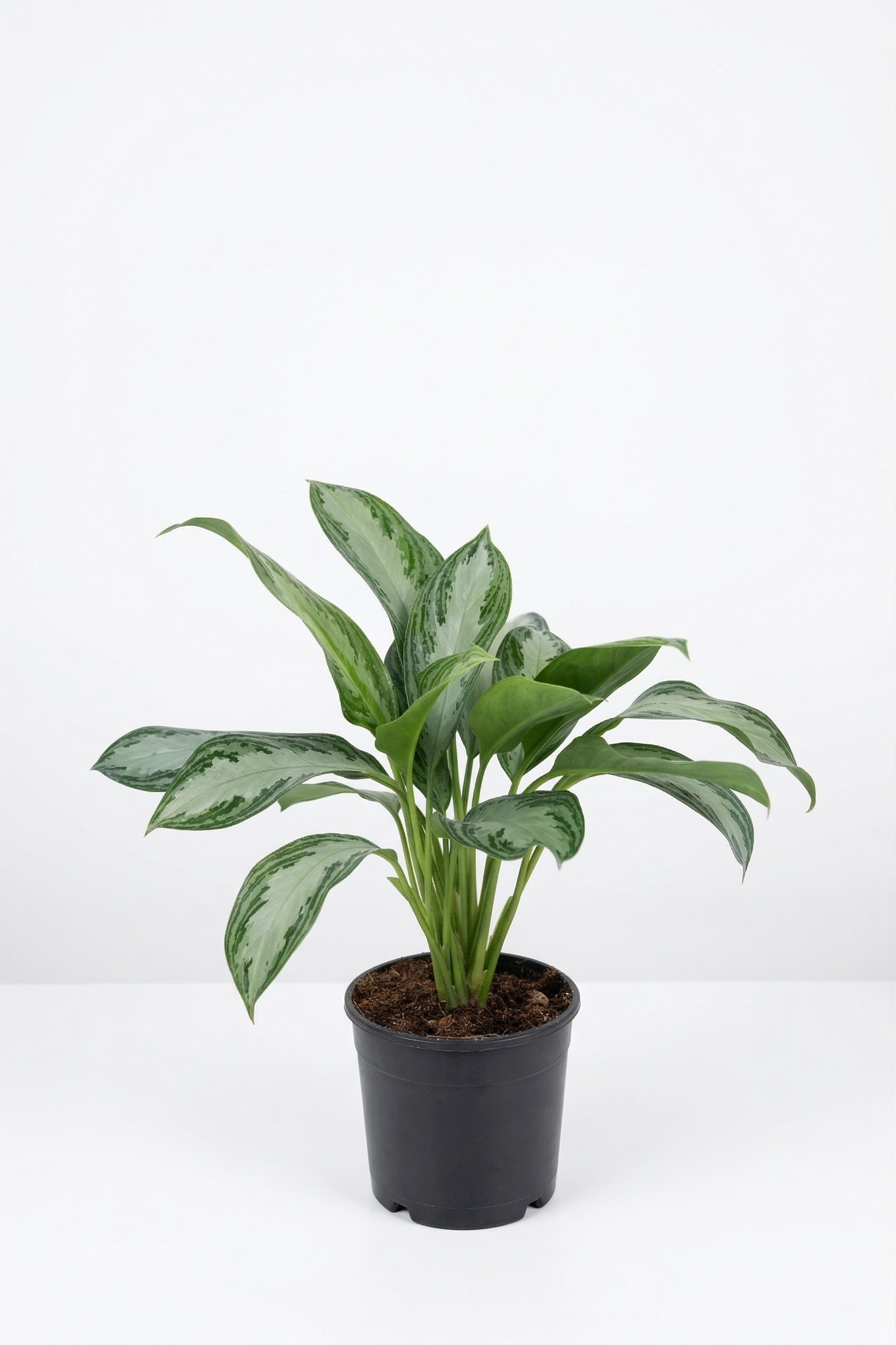 AGLAONEMA MIX ORTA