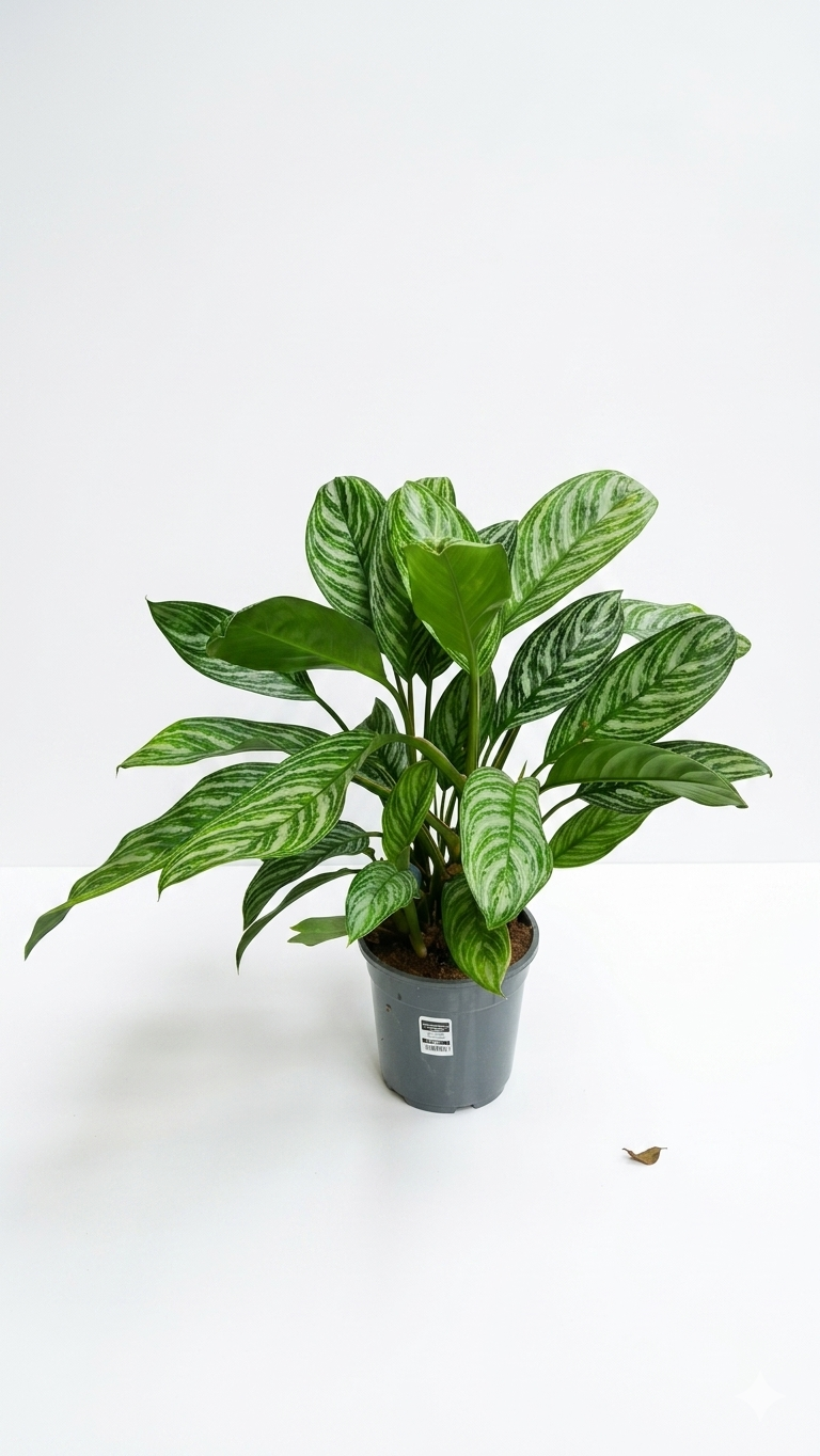 AGLAONEMA MIX BÜYÜK