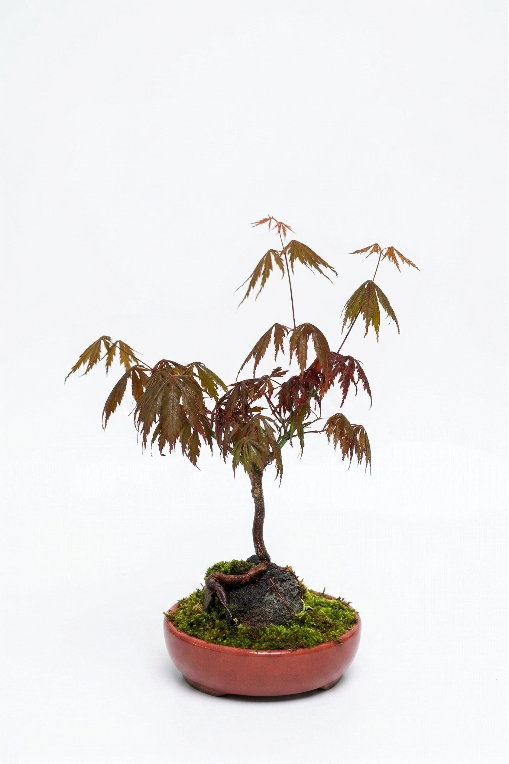 BONSAI AKÇAAĞAÇ (KÜÇÜK)