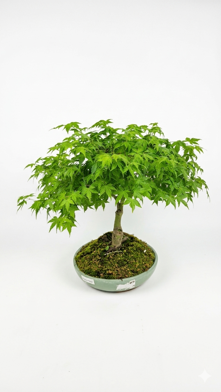 BONSAI AKÇAAĞAÇ (ORTA)