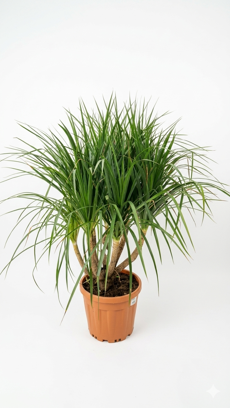 DRECEANA DRAGO 30L