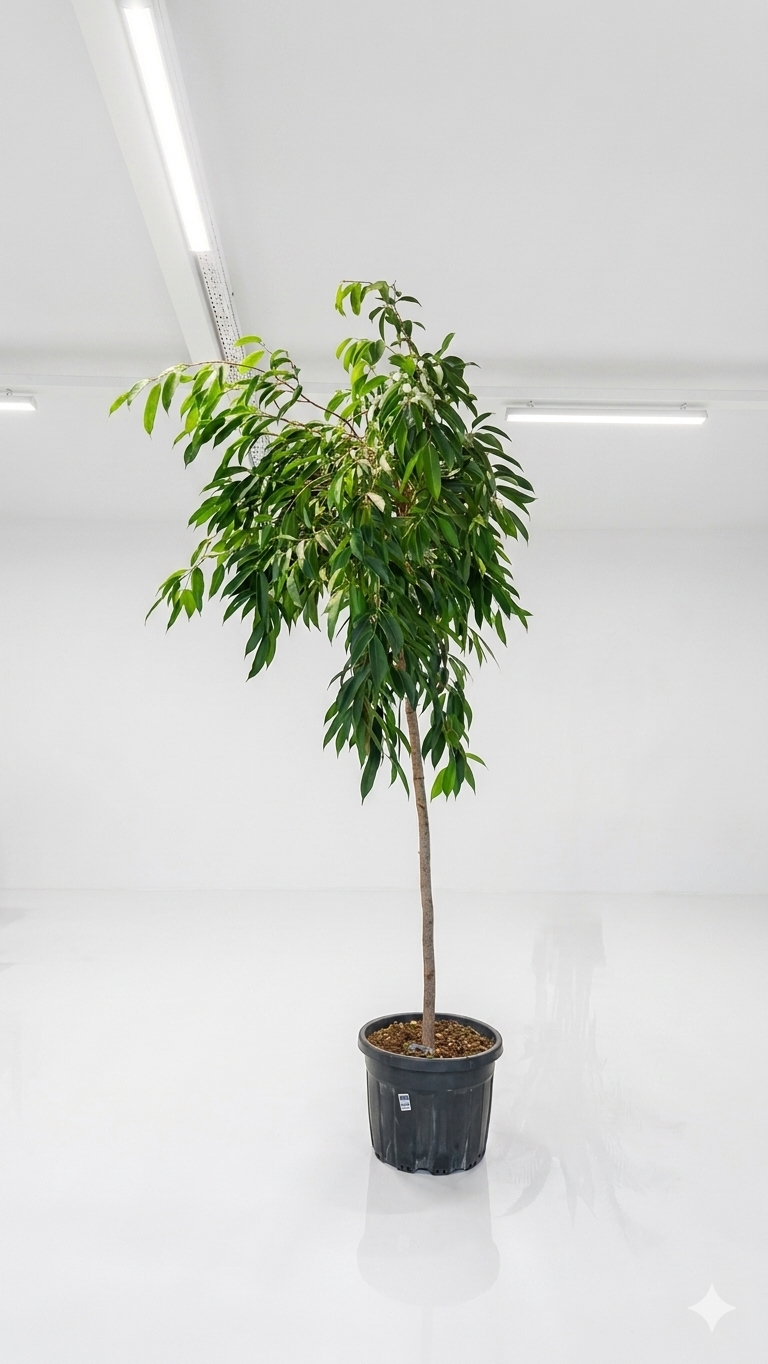 FICUS ELSASTICA 3LÜ P30