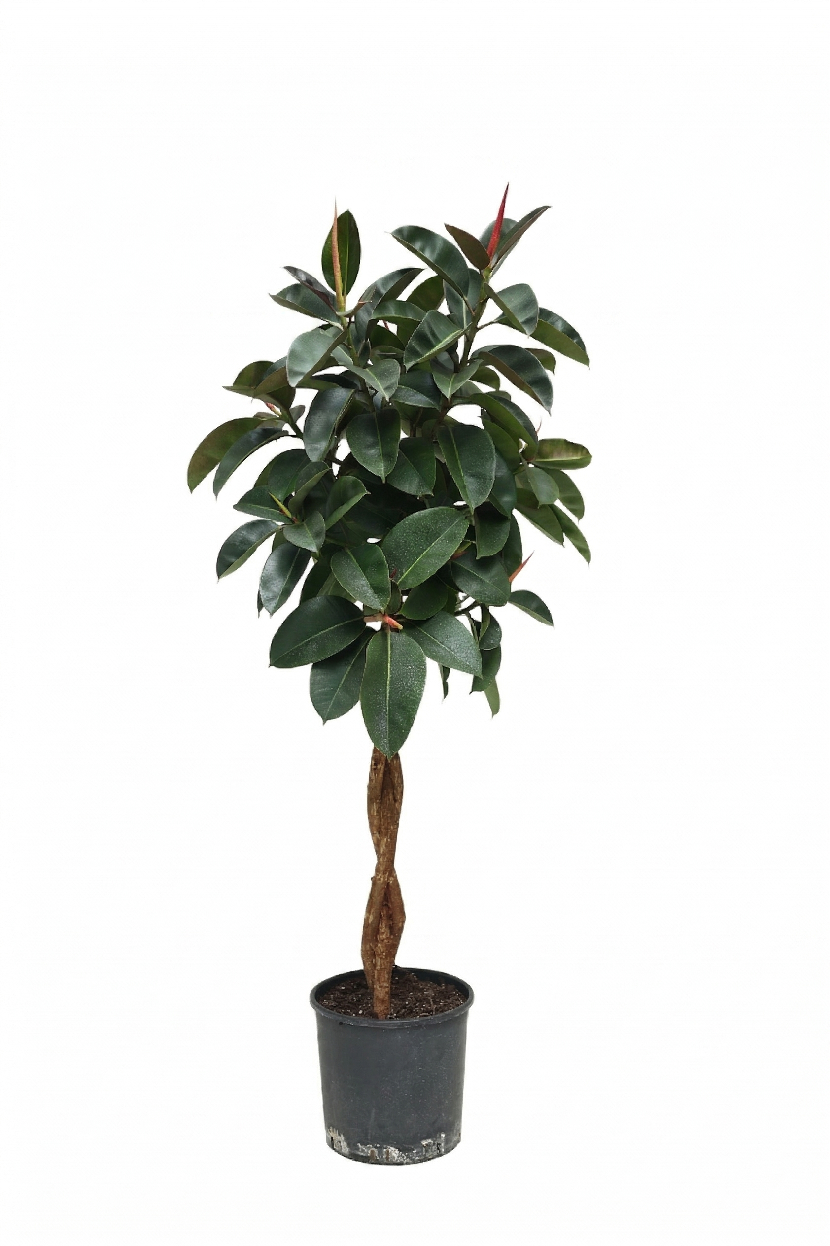 FICUS ELSASTİCA BURGUNDY SAÇ ÖRGÜ