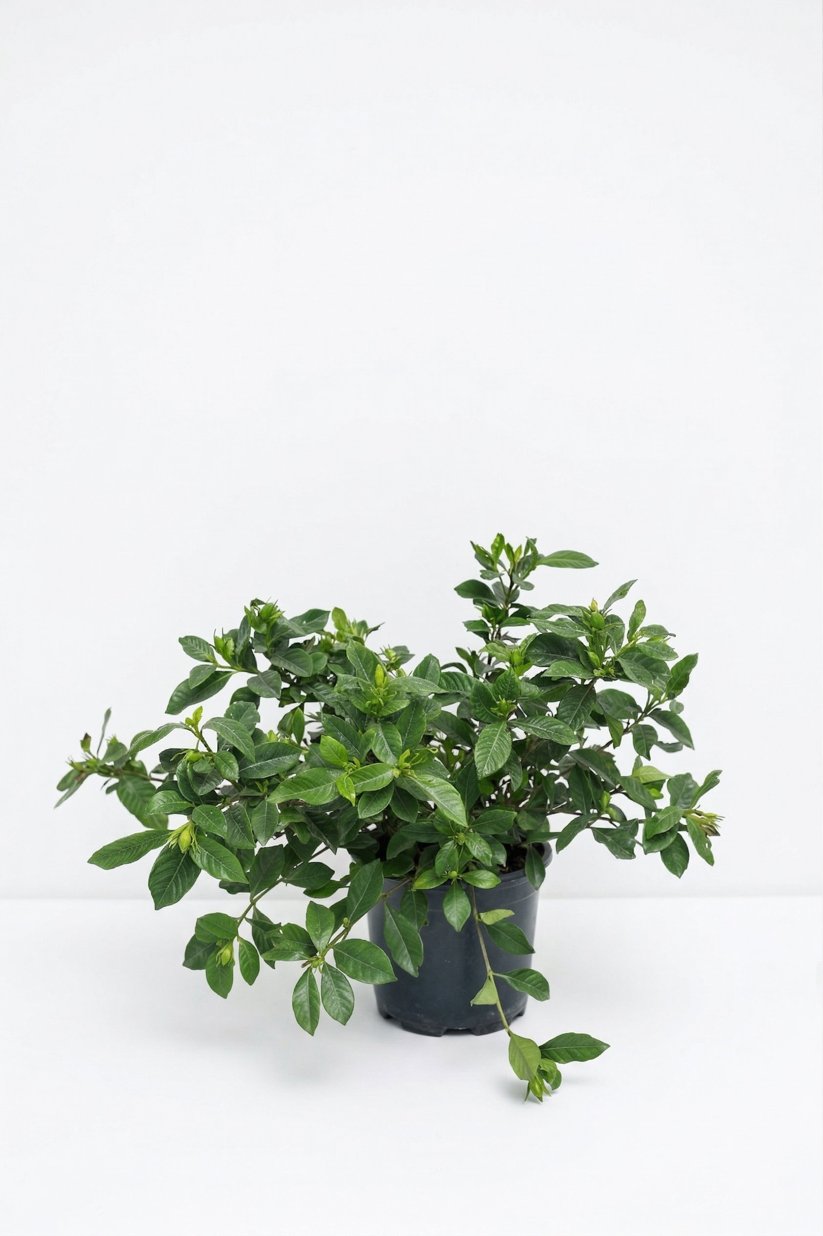 GARDENIA