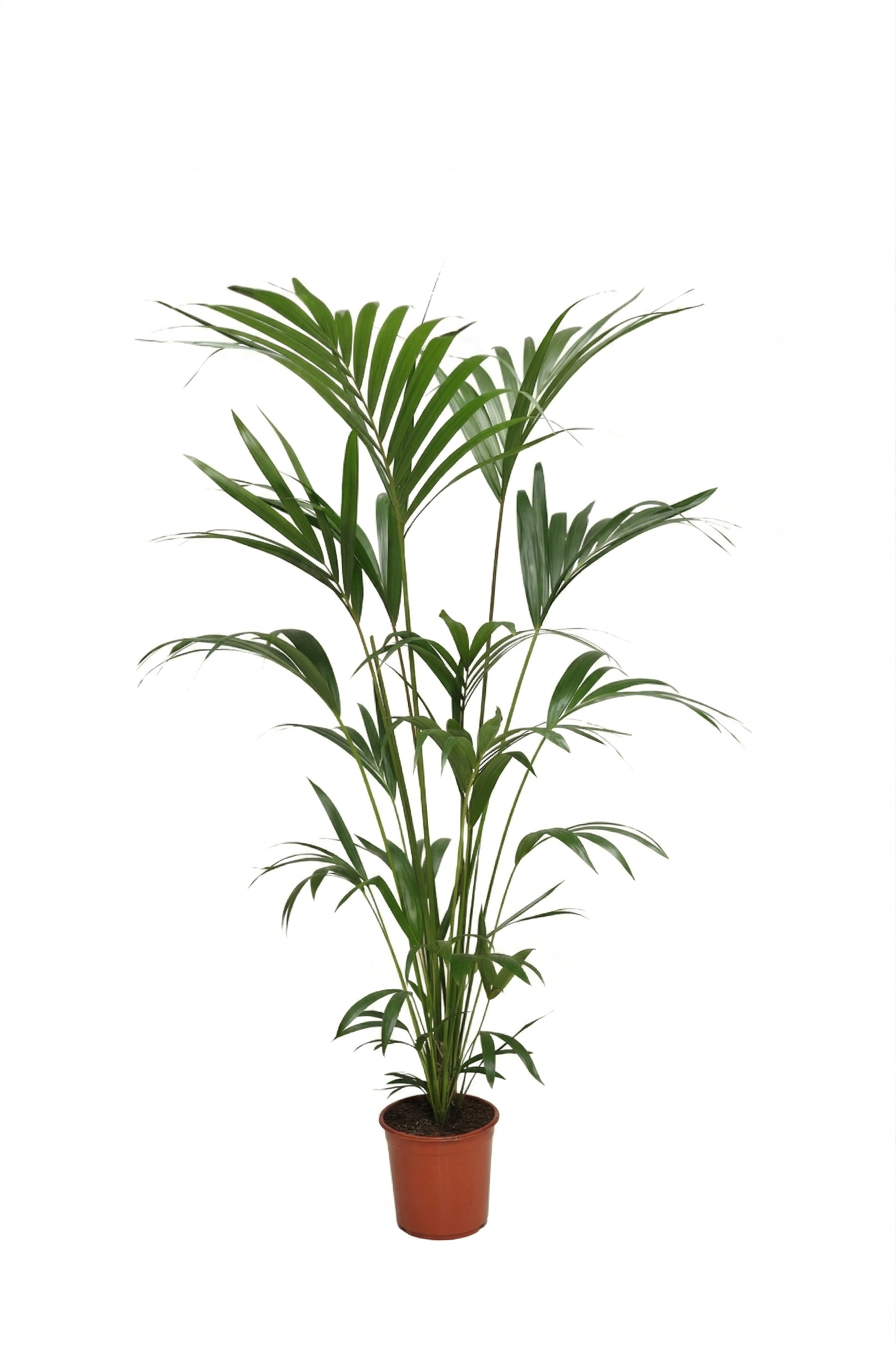 HOWEA FORSTERIANA P24