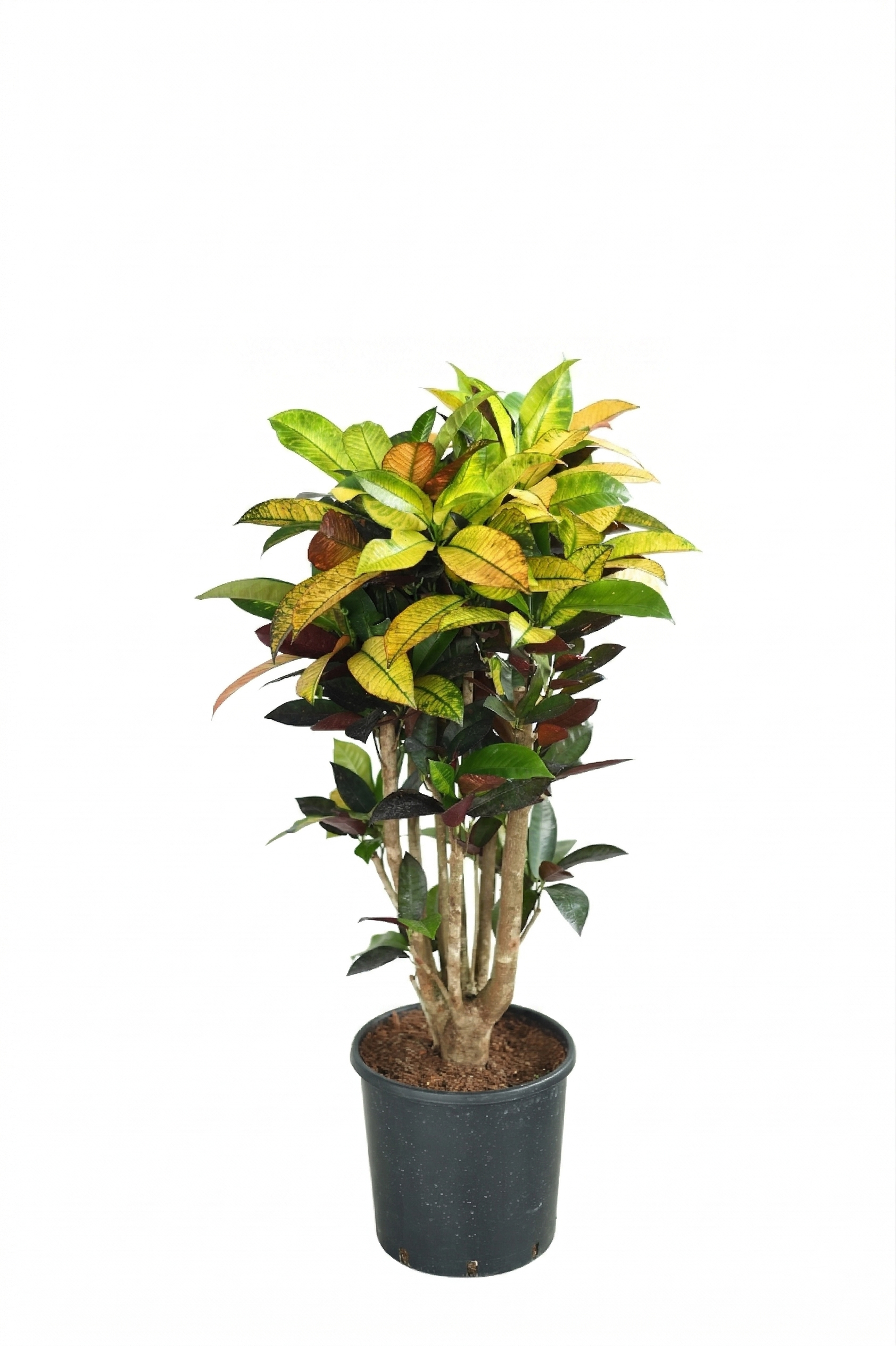 CODIAEUM VARIEGATUN P19