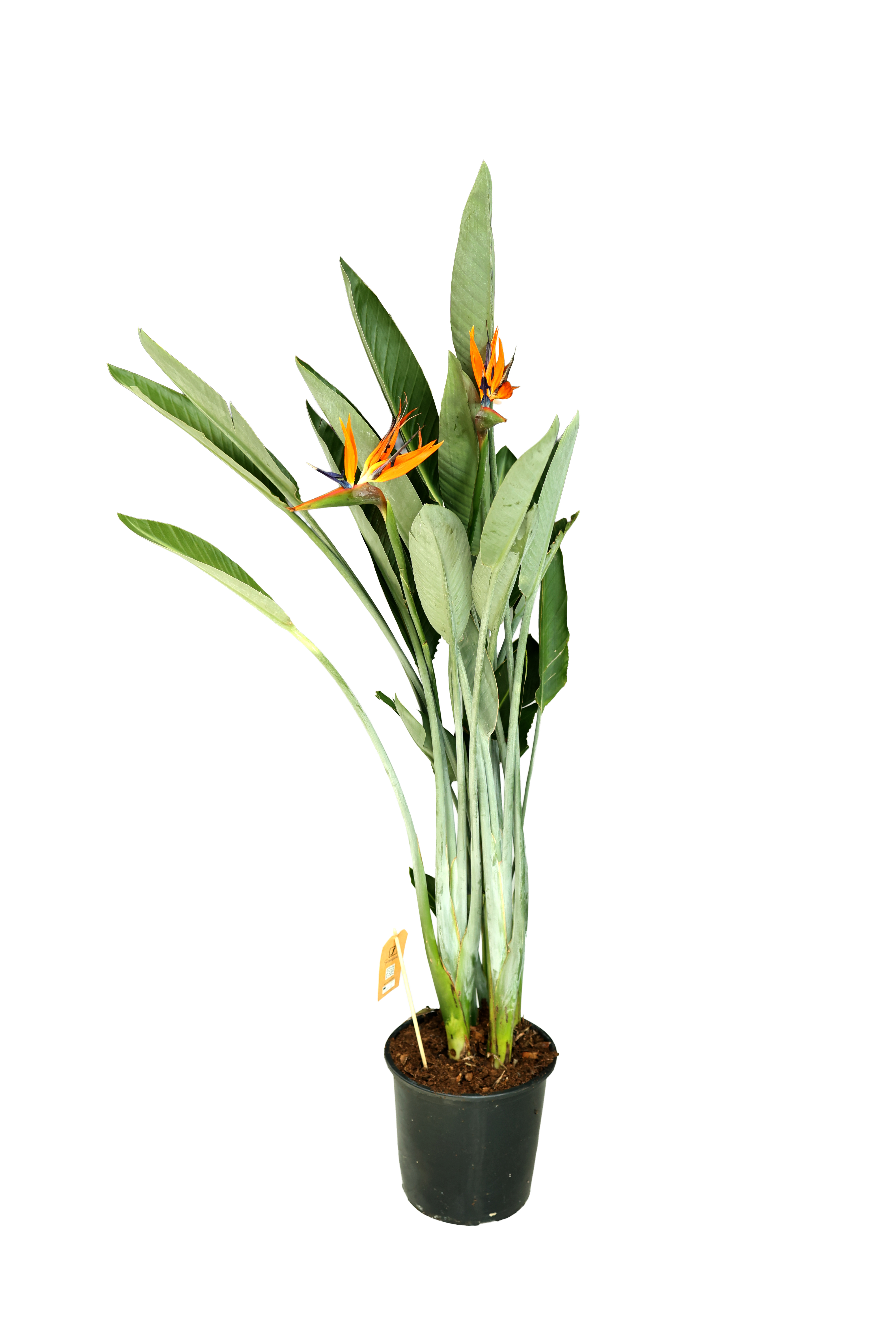 STRELITZIA REGIENA KÜÇÜK