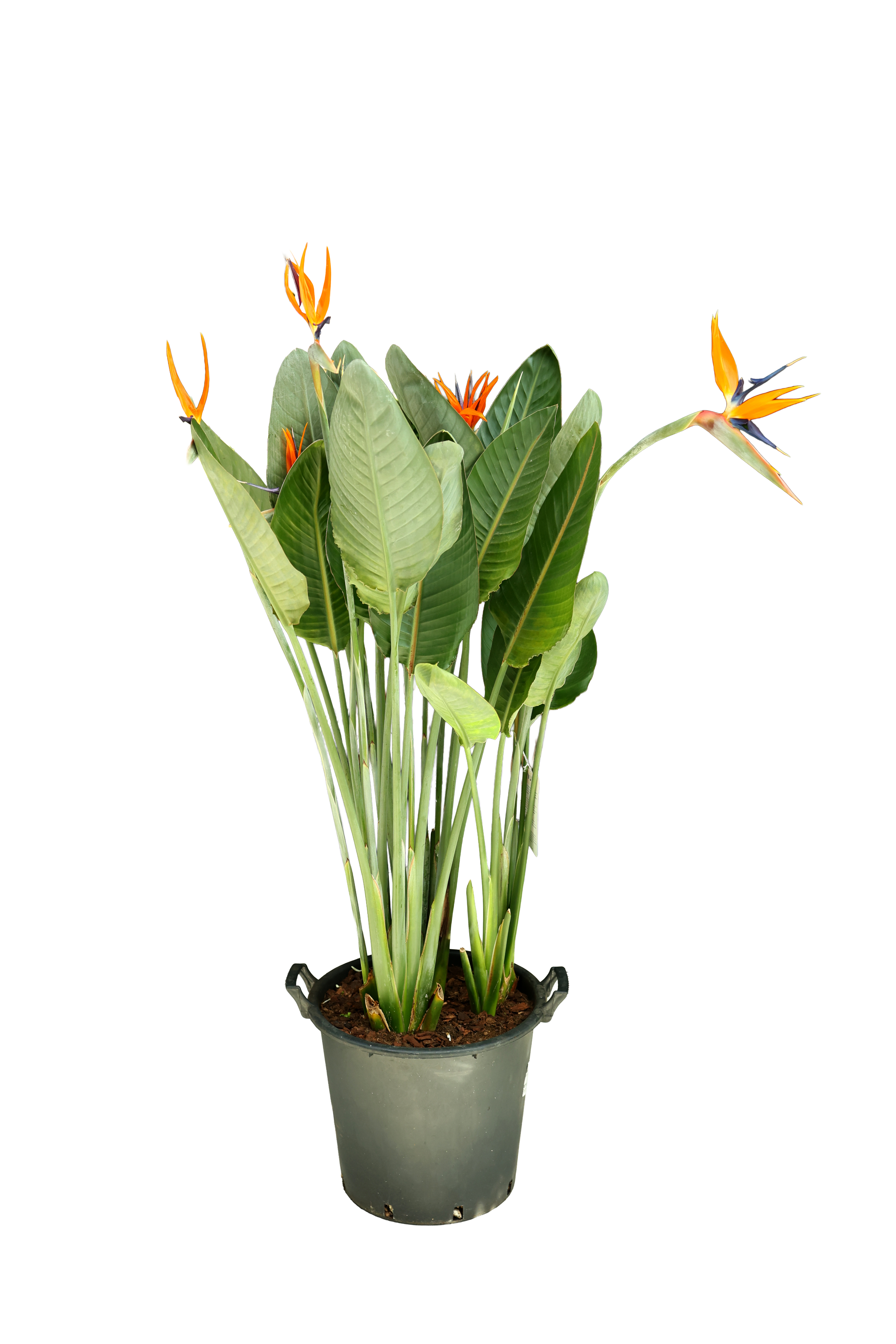 STRELITZIA REGIENA ORTA